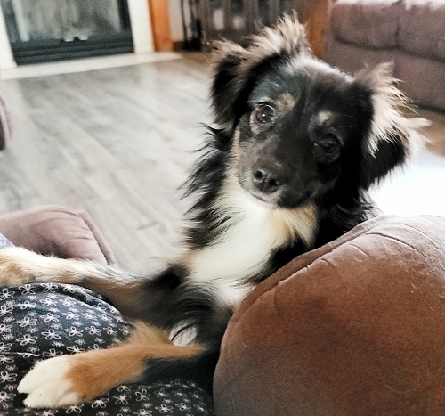 Bellini With Those Loving Eyes