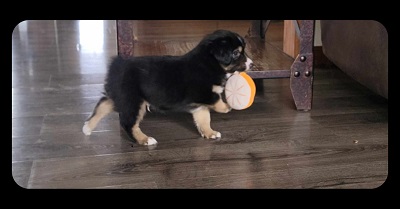 Charlie at 10 weeks playing