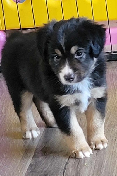 Charlie at 10 weeks old