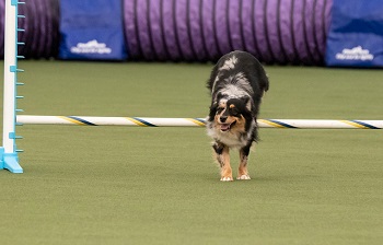 Nelli in Missouri competing in agility