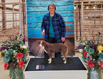 Tikka place 1st, 2nd & 3rd in Texas with 3 judges and over 450 dogs at the show.