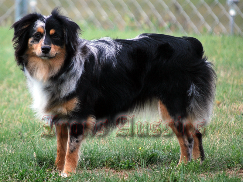 Fugate's Sharp Shooter Iron Benelli, known as Nell around here is a real show stopper.