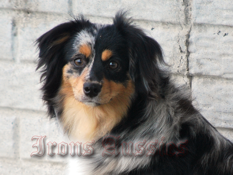 Fugate's Sharp Shooter Iron Benelli is a Toy Australian Shepherd.