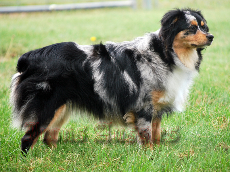 Nelli is a striking dog from either side.