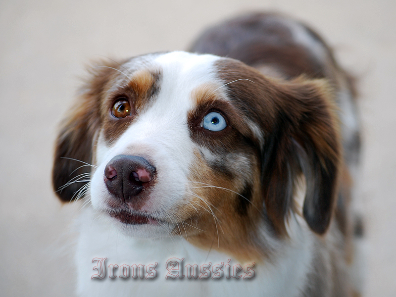 Maggie is such a good girl. She has great movement, and a good disposition.