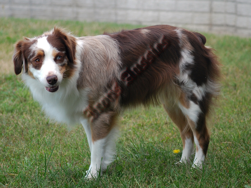 Pistols Magnum, is a red merle female Miniature Australian Shepherd enjoying the weather.