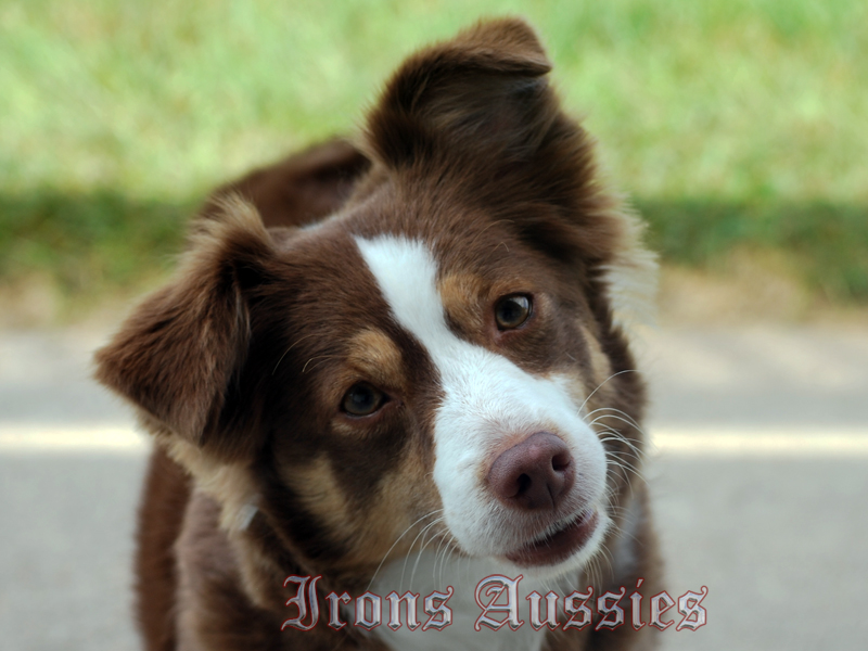 Remington M1903A4 Sniper is a red tri female Toy Aussie female.