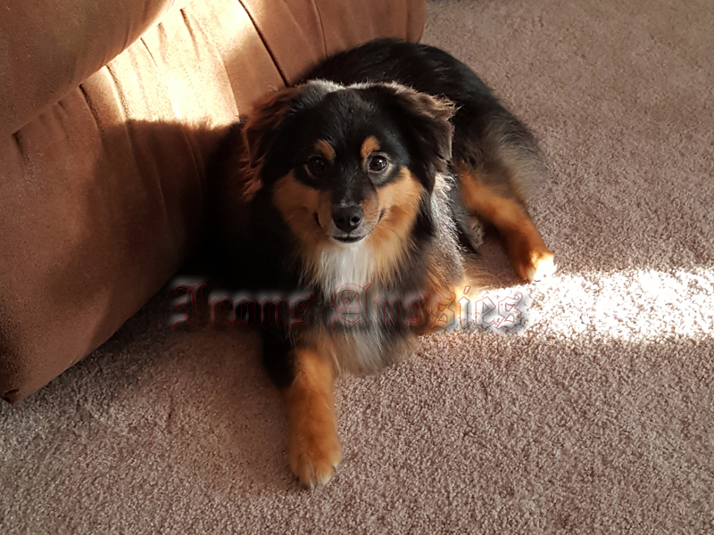 Gunner, another of our upcoming studs enjoying the sun coming in the window. 