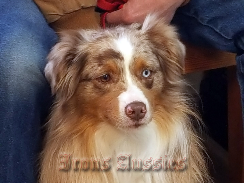 3M Pistol Pete is a red merle male Miniature Australian Shepherd.
