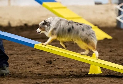 Derrin in Missouri competing in agility