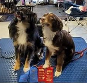 web Bellini in Minnesota